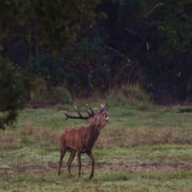 Chambord: inmitten von röhrenden Hirschen